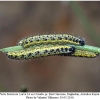 pieris brassicae larva4
